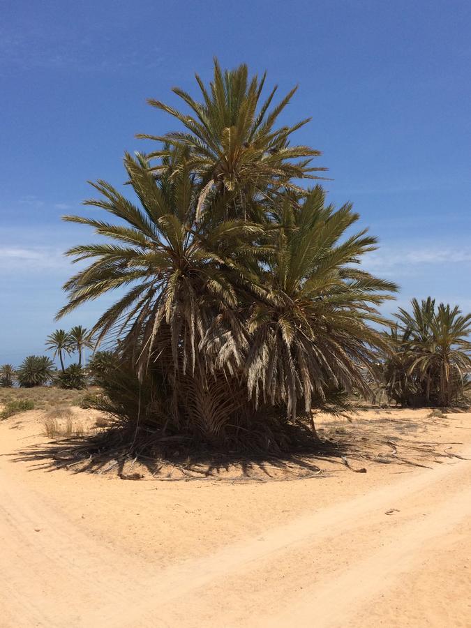 Dar Jasmin Djerba Bed & Breakfast Temlale Exterior photo